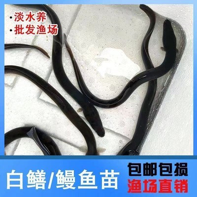 苗养殖鲜活大头淡水鳝鱼白
