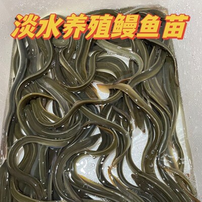 鳗鲡鱼苗青鳝养殖河淡水白