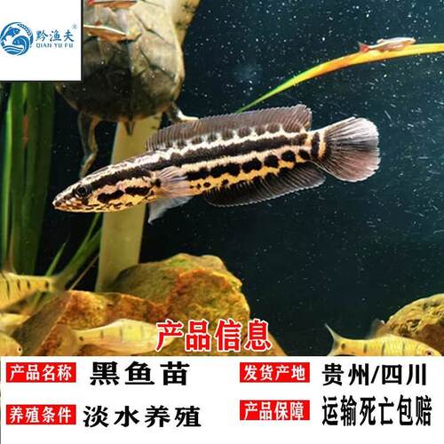 【3824人收藏】黑鱼苗凶猛