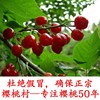 櫻桃苗南方種植仙居應氏黑珍珠 烏皮櫻桃盆栽地栽嫁接大櫻桃樹苗