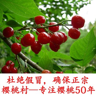 樱桃苗南方种植仙居应氏黑珍珠 樱桃盆栽地栽嫁接红妃大樱桃树苗