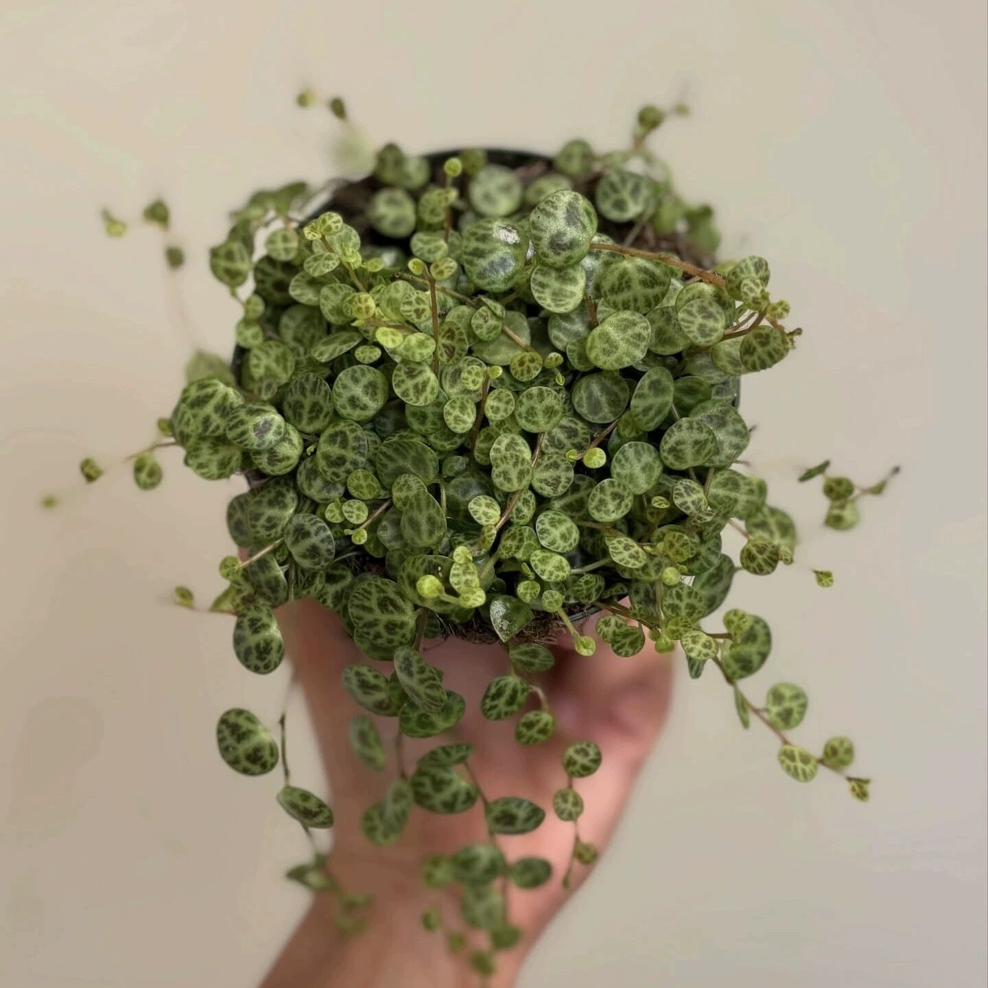 纽扣椒草阳台室内庭院好养爬藤垂吊造景迷你叶子植物