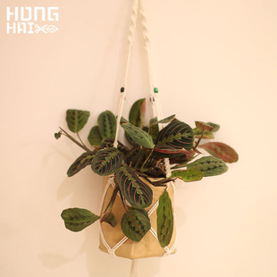 叶蝉竹芋室内客厅阳台网红观叶垂吊耐阴绿植蜻蜓叶红脉豹植物盆栽