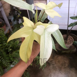 佛罗里达幽灵飞机蔓绿绒进口桌面室内外爬藤垂吊观叶绿植物盆栽