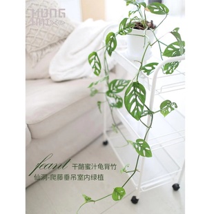 爬藤垂吊仙洞巨洞芝士干酪蜜汁洞洞龟背竹室内盆栽绿植净化空气