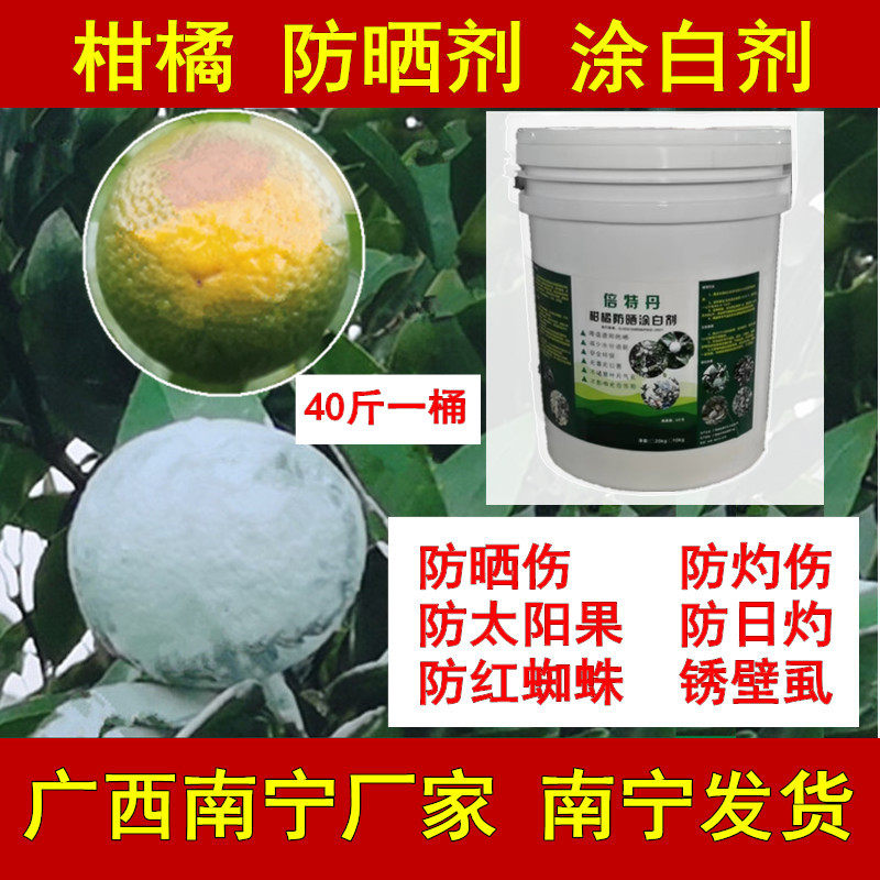 柑橘防晒涂白剂喷白防太阳果日灼伤晒伤裂果沃柑茂谷柑柑桔橙子