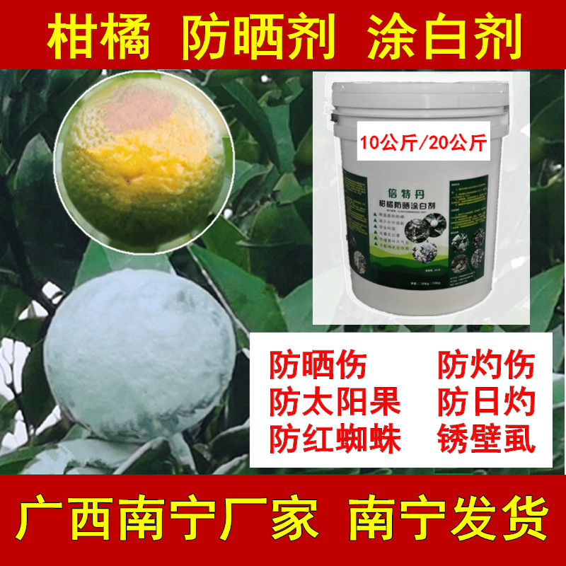 柑橘防晒涂白剂喷白防太阳果日灼伤晒伤裂果沃柑茂谷柑柑桔橙子