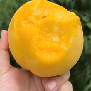 【小花糖宝】黄金油桃软脆两吃当季现摘新鲜水果黄油桃脆甜可口