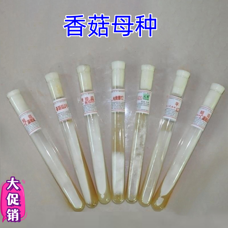 香菇一级试管纯母种 椴木袋料品种优质食用菌斜面培养基 蘑菇种子