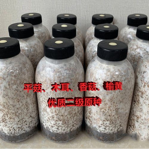 食用菌原种正规科研院所品质保障