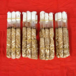蜜环菌菌种 天麻一级母种 蘑菇菌种食用菌种子多肉绿植可扩繁培育