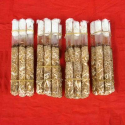 蜜环菌天麻菌种母种种