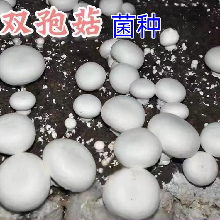 双孢菇菌种母种原种栽培种