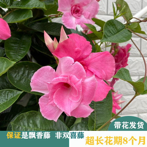 爬藤植物大叶飘香藤盆栽庭院楼顶阳台攀援耐热花卉垂吊盆栽