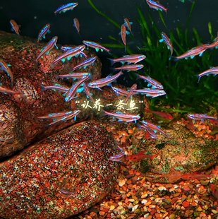 北美稀有进口活体淡水观赏鱼多彩霓虹紫光精灵小型耐寒冷水原生鱼