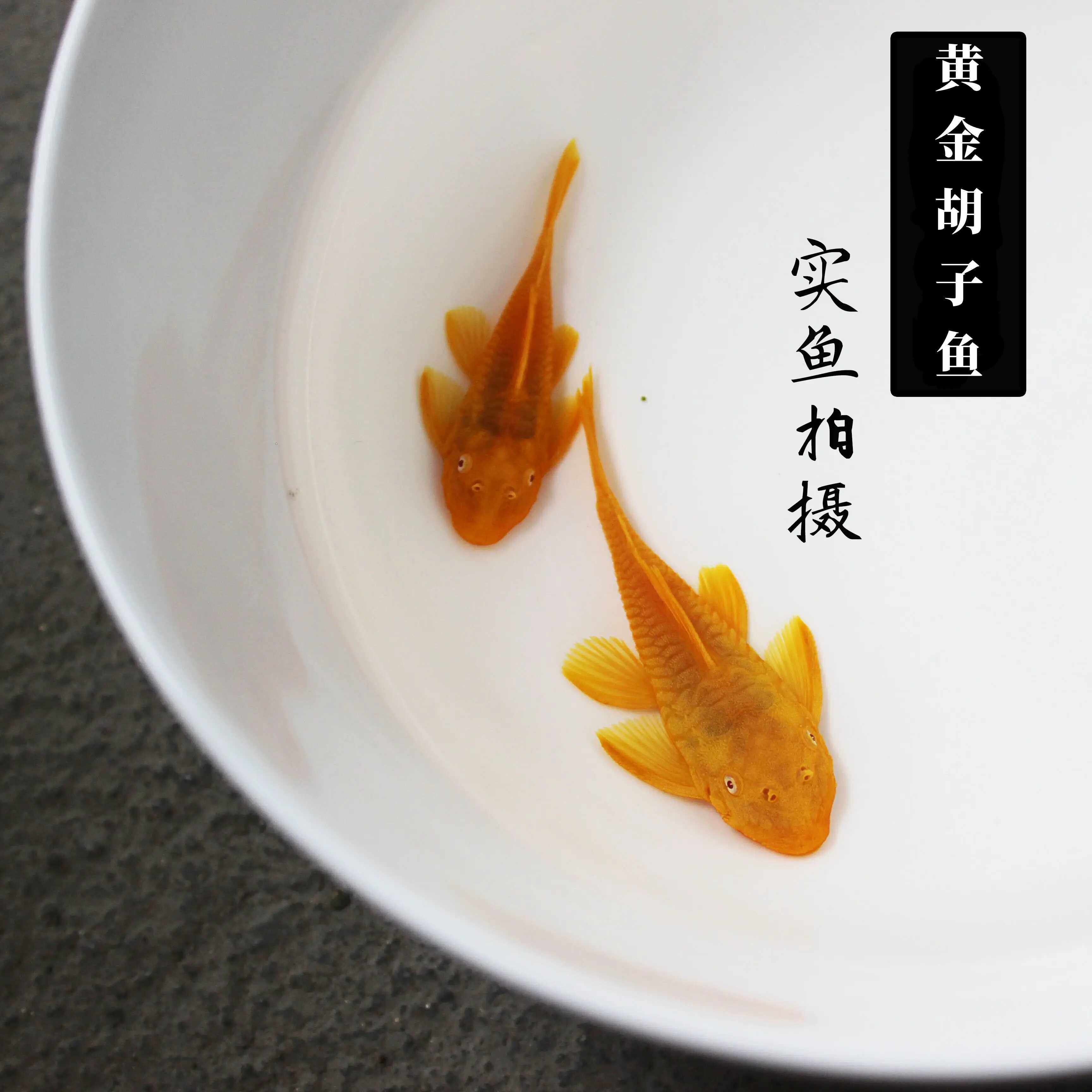 黄金胡子鱼大帆鱼热带观赏鱼小型清道夫擦缸除藻工具鱼淡水宠物鱼