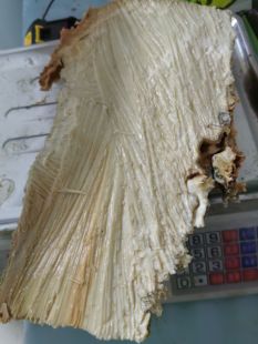太岁肉灵芝野生肉丝太岁土太岁
