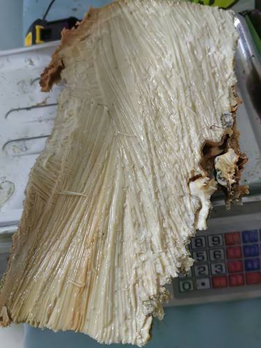 太岁肉灵芝野生肉丝太岁土太岁