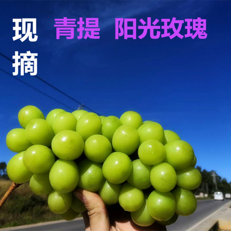 晴王云南阳光玫瑰葡萄香印青提整串纯甜无籽包邮
