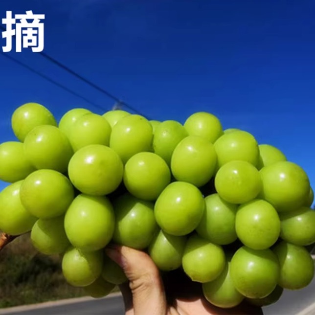 晴王云南香印整串阳光玫瑰葡萄