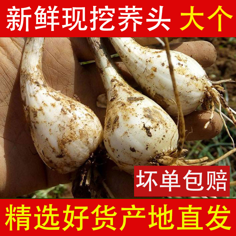 江西新鲜荞头无根农家自种现挖藠头茭头无叶生叫头教头乔头可腌制