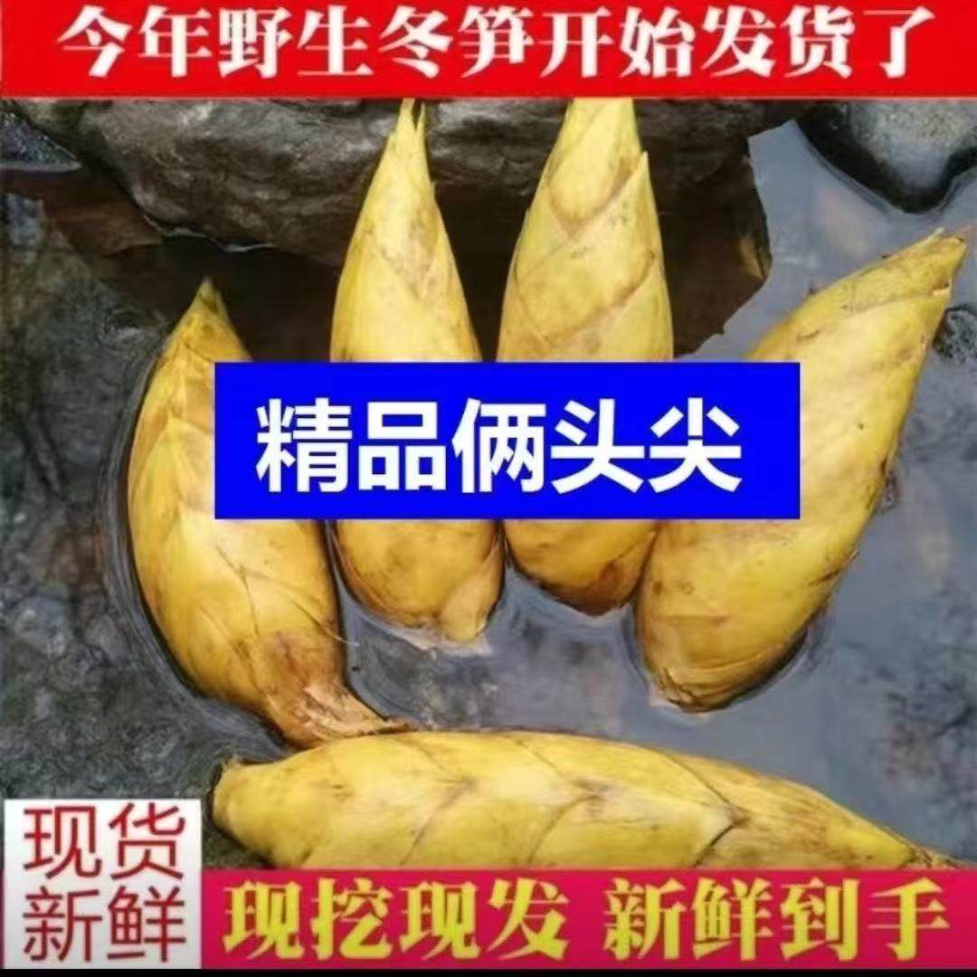 冬笋新鲜现挖江西宜春嫩冬笋两头尖新鲜修根野生竹笋楠竹笋子甜笋