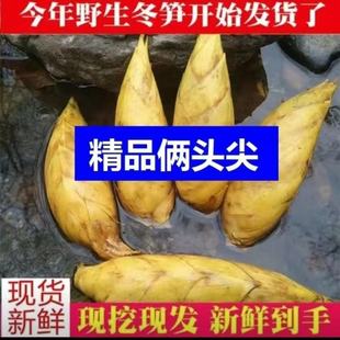 冬笋新鲜现挖江西宜春嫩冬笋两头尖新鲜修根野生竹笋楠竹笋子甜笋