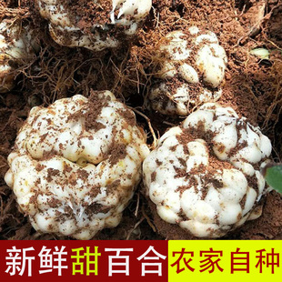 江西万载新鲜现挖百合龙牙百合纯农家食用甜大白合非药用苦百合