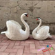 仿真羽毛天鹅模型室内橱窗婚礼舞台装 饰摆件影视摄影拍摄大鹅道具