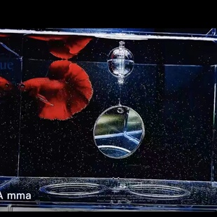 泰国斗鱼训练镜子专用悬浮球缸外镜罗汉鱼雷龙鱼造景小型鱼缸摆件