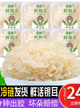 古松福建特产古田新鲜银耳非干货雪耳丑耳 白木银耳莲子羹6朵700g