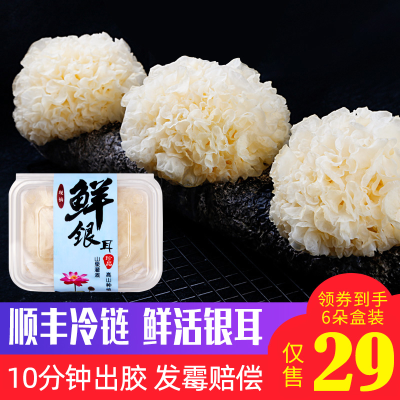 古松 古田新鲜银耳活鲜雪耳非干货白木耳糯莲子羹材料6朵盒装500g