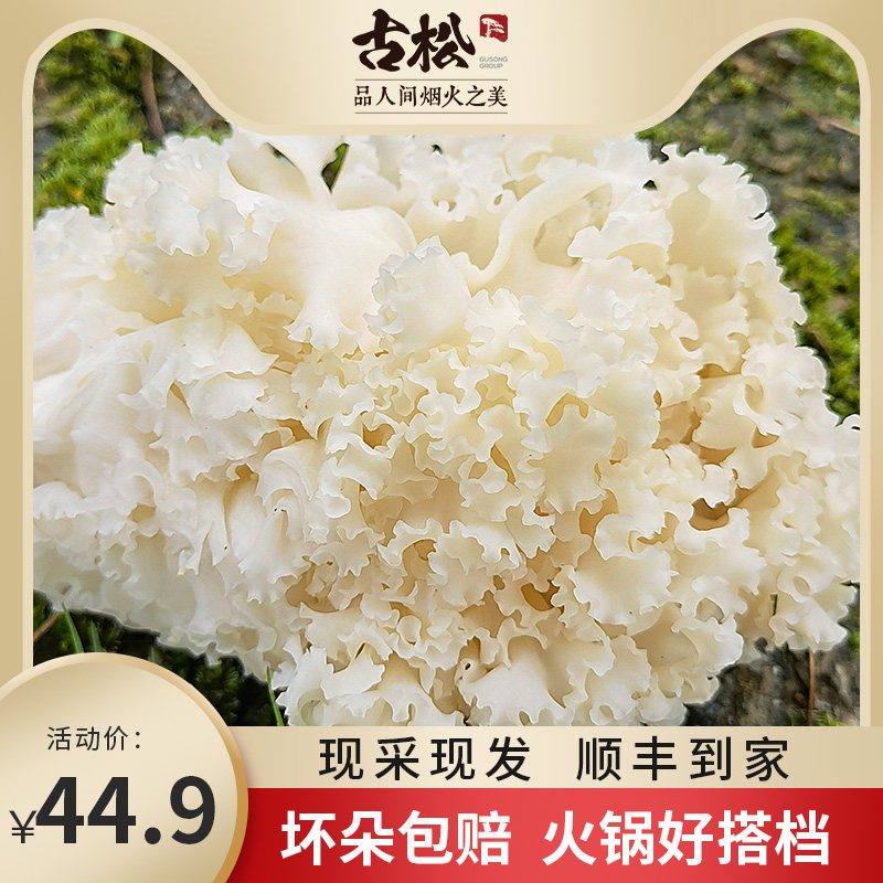 古松 新鲜绣球菌1斤/2斤装火锅干巴菌绣球菇银耳新鲜菌菇蘑菇炒菜