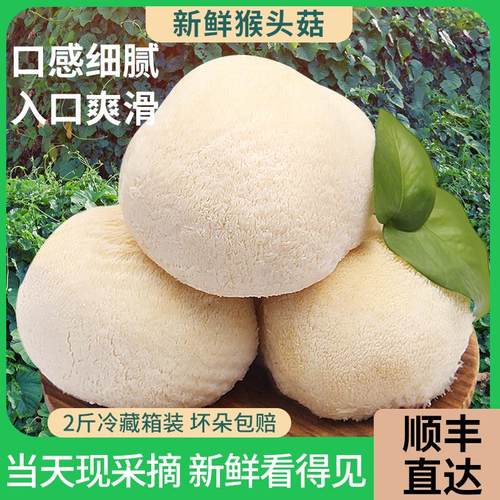 古松福建特产猴头菇2斤约6-10个