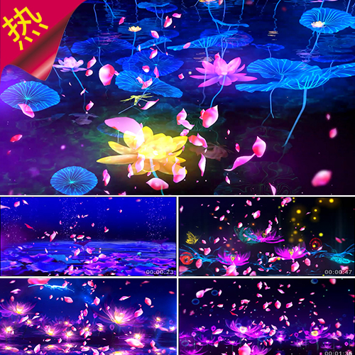 唯美荷塘 莲花荷花 蜻蜓花瓣 水莲花 梦幻舞蹈  爱莲说 视频素材