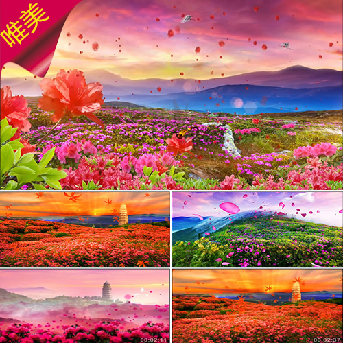 映山红 歌曲成品 唯美山花 杜鹃花 陕北民歌 花瓣飞舞 视频素材
