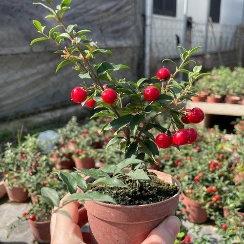 夏季开花旺季小盆栽李氏樱桃带果