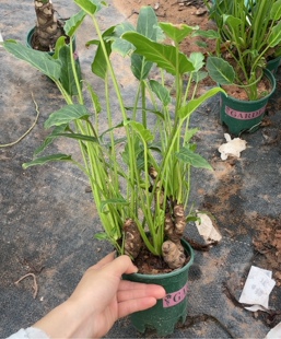 龙鳞小天使丛生侧芽，默认随机发【不售后，看好在拍】