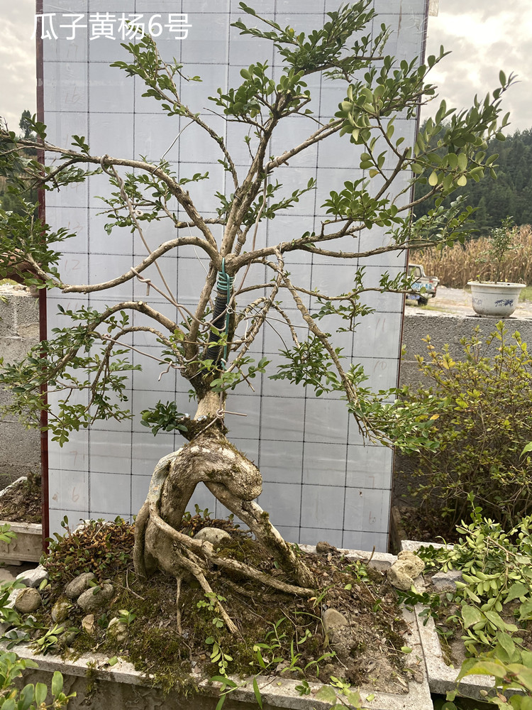 小叶黄杨熟桩瓜子黄杨树苗瓜子黄杨盆景独杆高杆黄杨苗盆栽高档盆