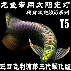 ½ø¿ÚT5¹ý±³½ðÁúרÓõƷÉÀûÆÖ865ÁúÓãµÆË®ÖÐDZˮµÆ6500KÃëNEC6700K