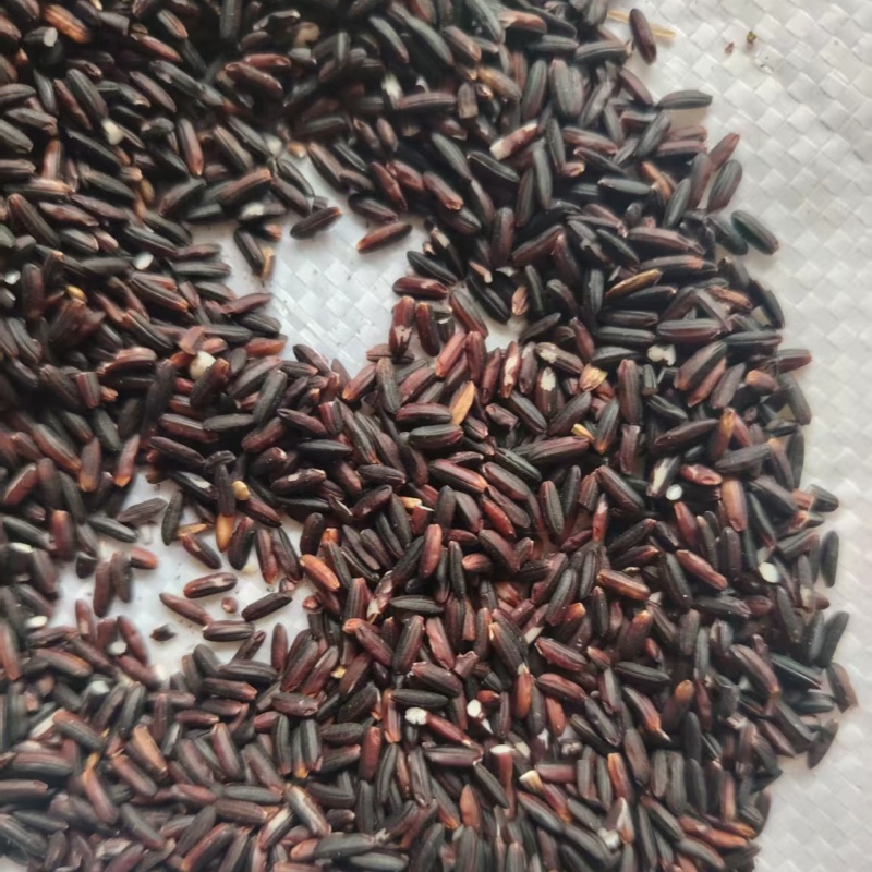 25年新米广东梅州本地黑糯米晚稻冬米甜酒酒糟客家月子酒酿酒用米