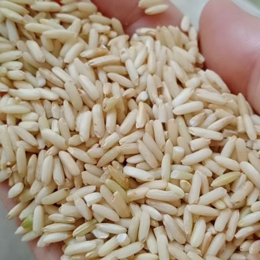 广东梅州客家娘酒甜酒酒糟专用米