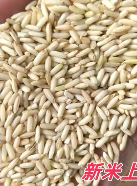 25年新米晚稻糙糯米梅州客家特产月子酒娘酒黄酒甜酒糟酿酒专用米