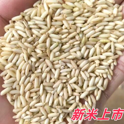 新米晚稻糙糯米月子酒酿酒专用