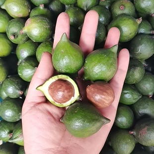 农户坚果夏威夷果种植户直销（未开口原味）