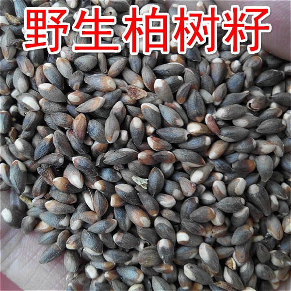 精选柏籽柏树籽柏子睡眠