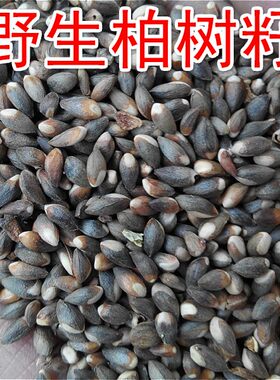 精选柏籽柏树籽柏子睡眠
