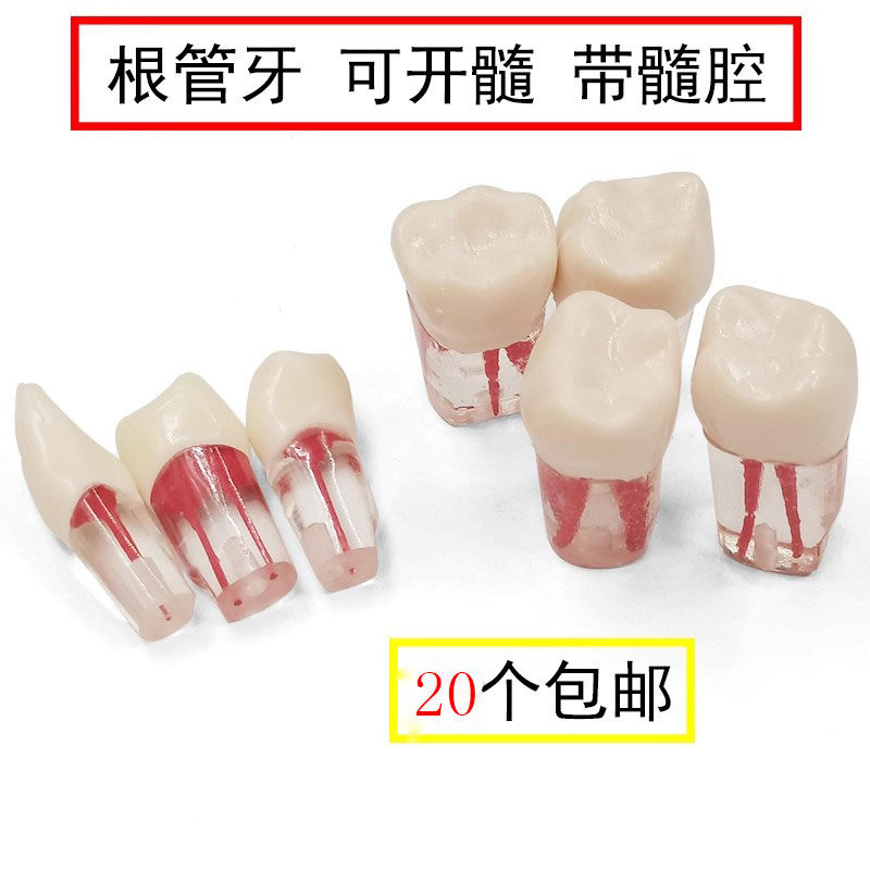 牙科教学根管开髓树脂牙模型