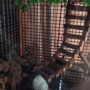 寄居蟹造景攀爬网格爬虫用具螃蟹乌龟缸底垫板水族网格板带吸盘