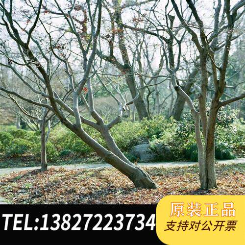 原装正品 ISCO105mmf2精改p67口,因为法兰的问题,所以施全新议价